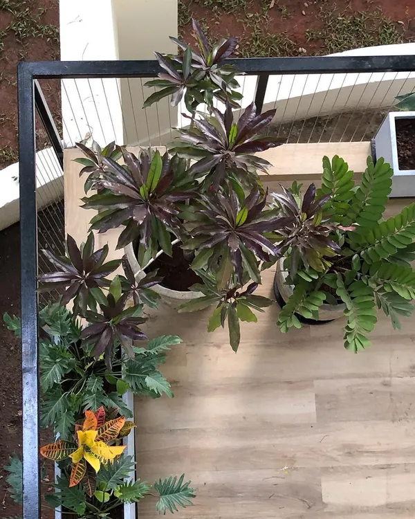 A bird's eye view shows how we arrange planters to create a cohesive design. The mix of Zamia, Croton, and other foliage plants forms a beautiful corner composition.