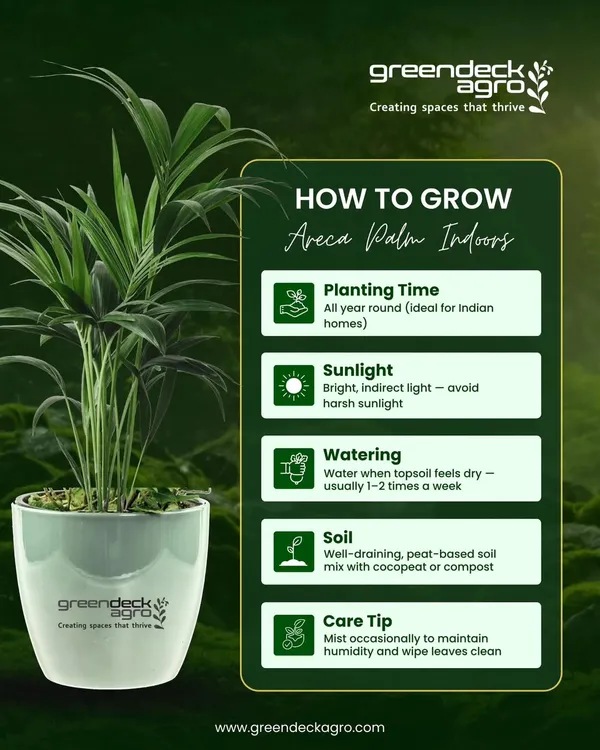 Here is a simple guide on how to grow an Areca Palm indoors. It's an ideal, low maintenance plant for Indian homes that also helps purify the air.