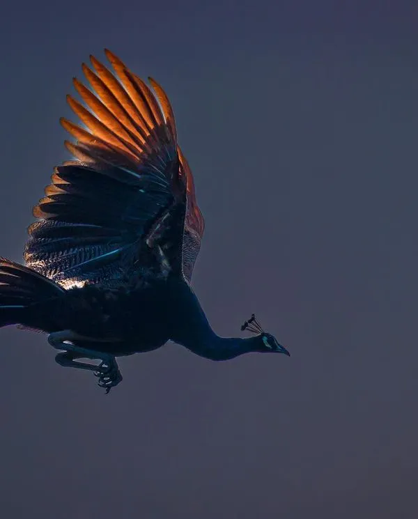 A peacock takes flight at dusk, its wings catching the last rays of sun. Capturing this moment of grace against the fading light required both patience and perfect timing, showcasing the powerful beauty of India's national bird in motion.