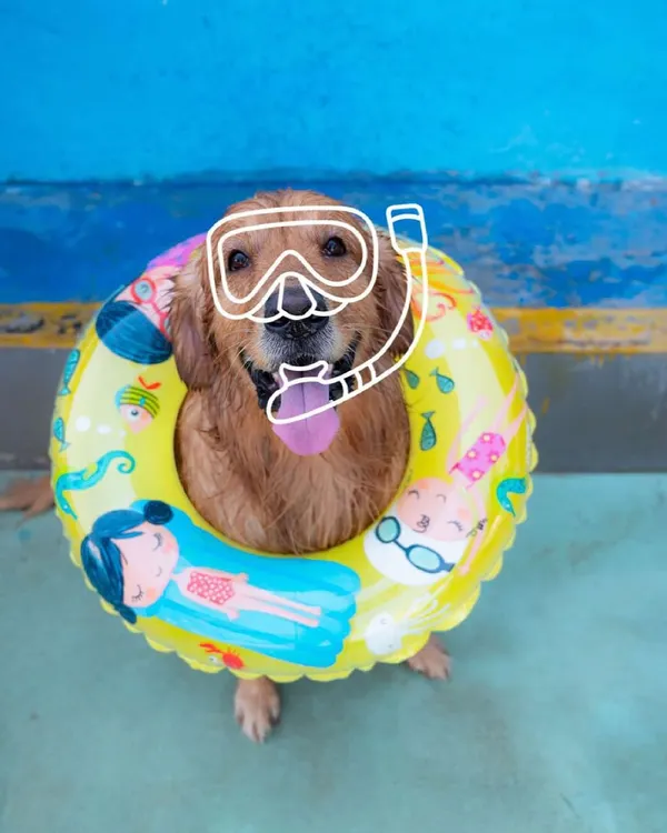This is what pure, unfiltered joy looks like. I create events where your pet can be their happiest self, whether that means getting dressed up for a swim or just splashing around with their friends.