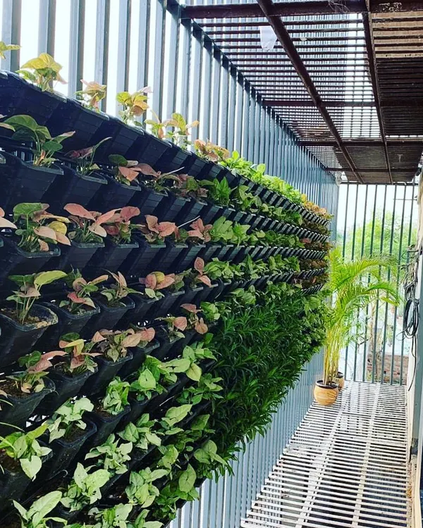 This apartment balcony's metal grill is now hidden behind a beautiful living wall. It shows how even narrow spaces can be completely transformed into a private green corridor, improving the view from inside the home.