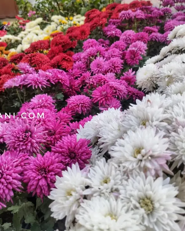 We offer a huge variety of Chrysanthemums, or Guldavari, perfect for adding a burst of color to your autumn garden. This image shows the incredible range of colors available, from deep reds and purples to bright whites.