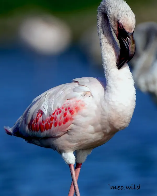 This flamingo struck a pose that looked straight out of a fashion magazine. Caught mid-groom, its crossed legs and elegant posture against the deep blue water created a moment of accidental high fashion in the wild.