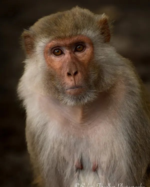 "Why does it have to be Monday?" This Rhesus Macaque's soulful expression in Dudhwa Tiger Reserve is something I think we can all relate to. Their human-like expressions make for incredibly compelling portraits.