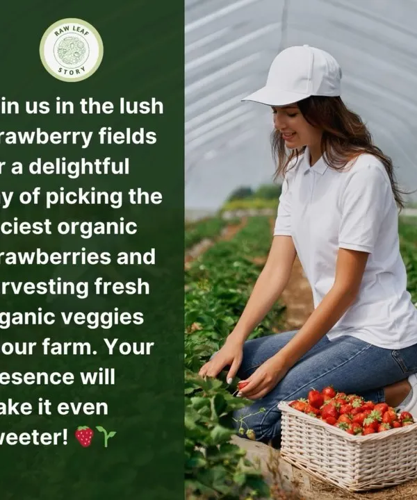 There is nothing quite like picking your own food. Here, a visitor enjoys harvesting organic strawberries in our greenhouse, a simple pleasure that connects you directly to the source of your meal.