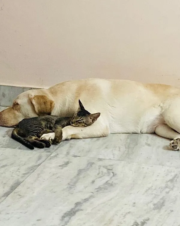 This is what true friendship looks like. My resident dog Dabbu acts as a warm, furry pillow for one of our rescued kittens. They prove that love knows no species.