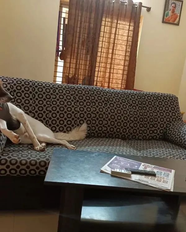 This is what we mean by a home away from home. Zuzu here knows how to claim the best spot on the couch. In our cage-free dog boarding, every kiddo is free to relax and be themselves.