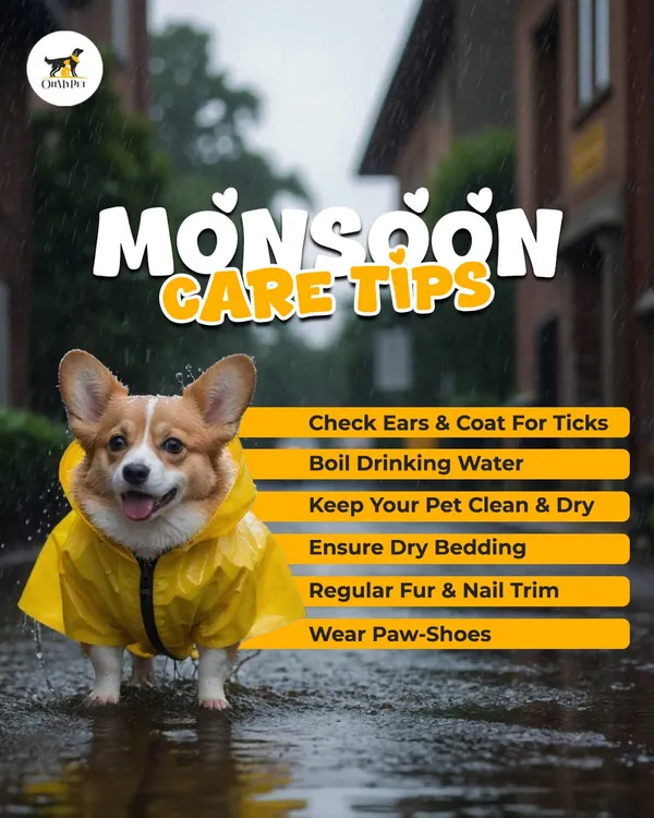 The monsoon brings its own set of challenges for pets. Regular fur and nail trims, along with checking for ticks, are part of my grooming service to keep your dog healthy during the rainy season.