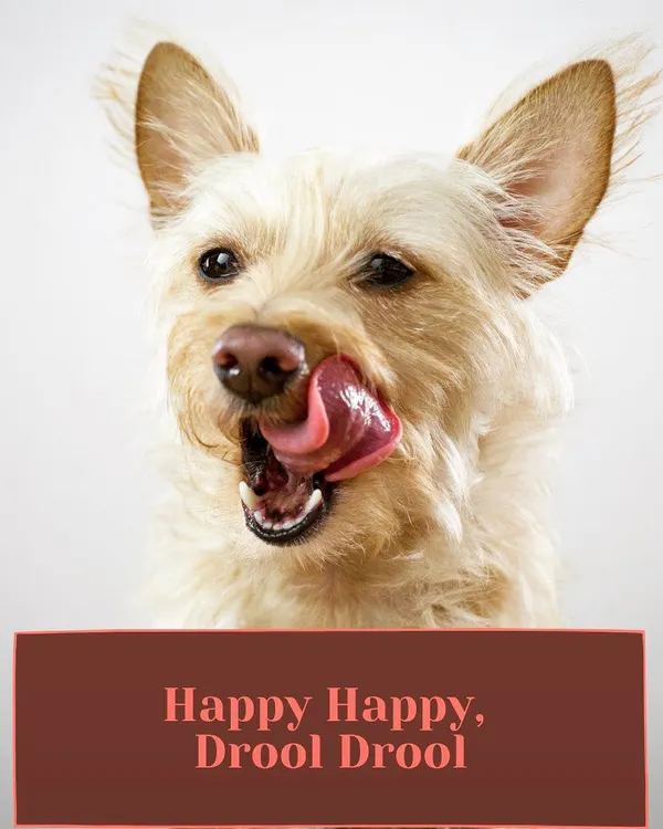 Happy happy, drool drool. I believe every day should be a great day for a dog, and that starts with great food. That's why I started Fresh Fetch.