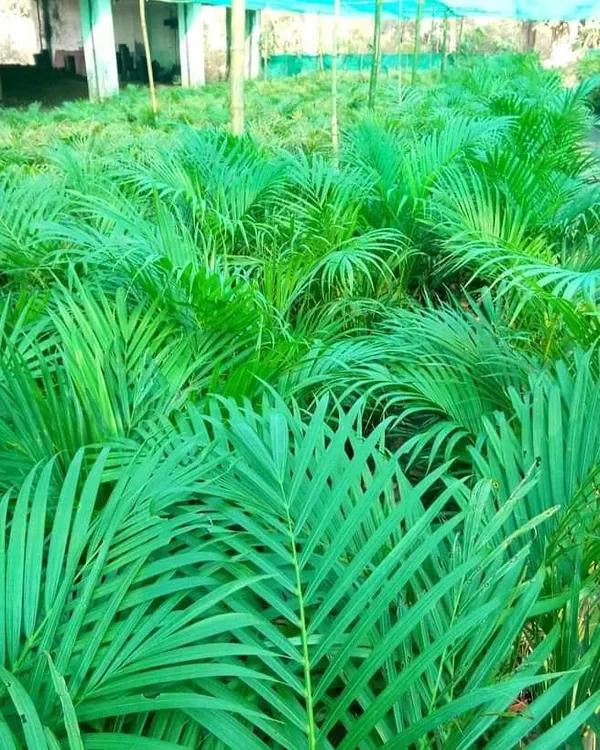 A view of our farm, showcasing rows of healthy Areca palms. This popular indoor plant is a favorite for both homes and offices due to its air-purifying qualities and elegant appearance. We grow them in large numbers to meet client demand.