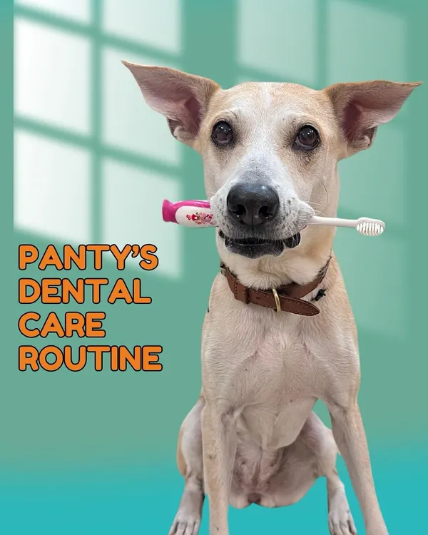This is Pantu's dental care routine. Keeping a senior dog's teeth clean is crucial for their overall health, and this is the start of a series showing you exactly what I use.