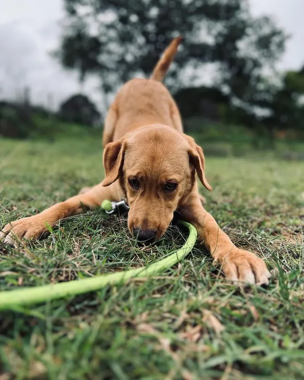 This is Lyka, our 6-month-old Labrador pup, in her element during playtime. She is an active and friendly girl who will thrive in a family that can match her energy and continue her training.