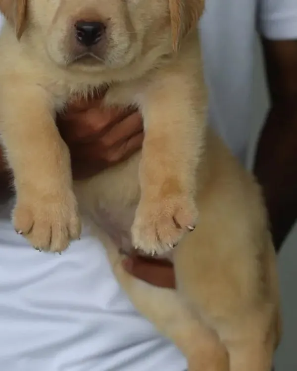 A classic fawn Labrador puppy with the 'heavy bone' structure that is desirable for the breed. This male puppy is KCI certified and has a calm, gentle temperament.