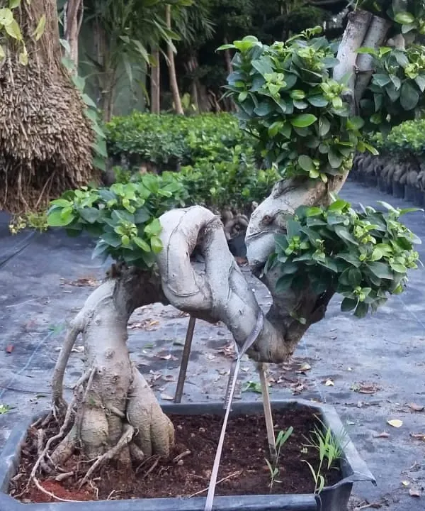 This imported Chinese Ficus bonsai is a true piece of art. Its twisted trunk and carefully shaped foliage make it a perfect centerpiece for a high-end garden, balcony, or even a large indoor room.