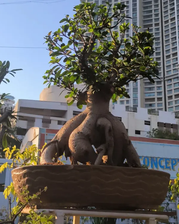 This isn't just a plant, it's a monster ginseng. Its thick, exposed roots give it an ancient and powerful look, making it a true statement piece for a garden or large indoor space.