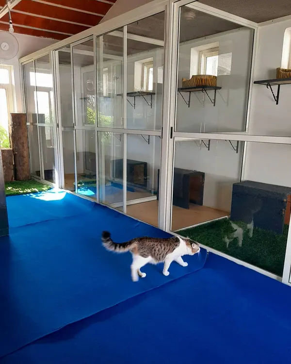 A curious cat exploring our dedicated cattery. The blue flooring is soft on their paws, and the glass rooms give them a great view.
