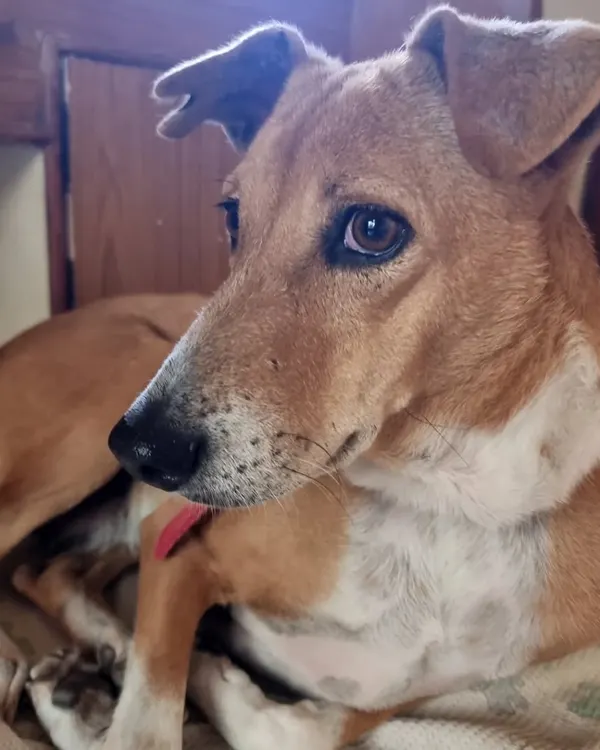 Just look into Ringo's eyes. You can see the loyalty, the love, and the thankfulness for a safe and happy life. There is no better breed than a rescued one, and with Indie dogs, you get a bond that is truly unbreakable.