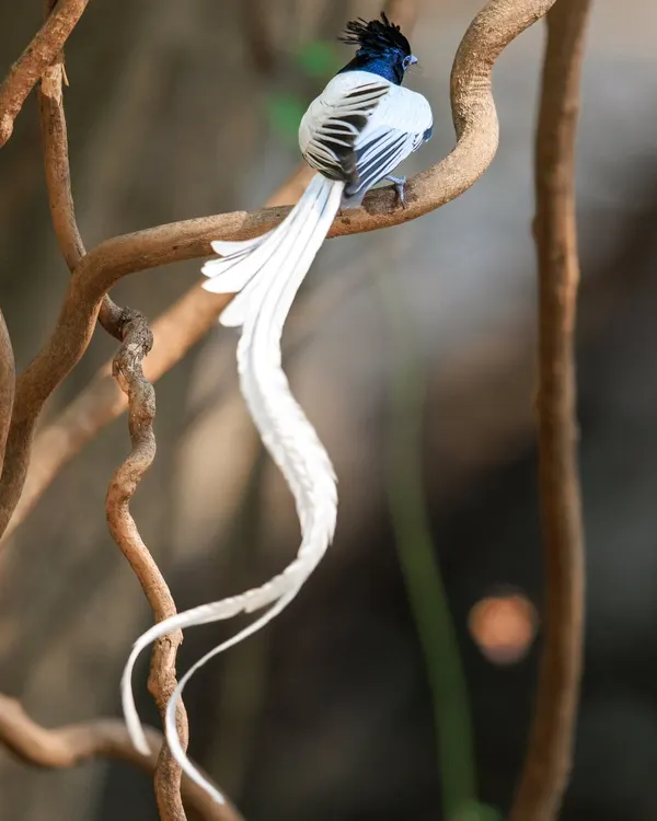The white morph of the Asian Paradise Flycatcher is poetry in motion. Its long, ribbon-like tail sways gracefully as it flits through the branches.