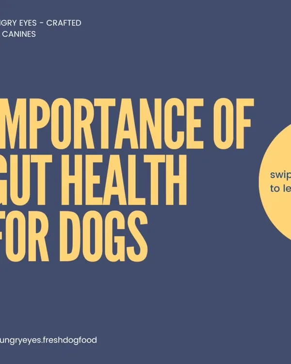 Let's talk about gut health. It's the foundation of your dog's overall well-being, and we're here to break it down for you.