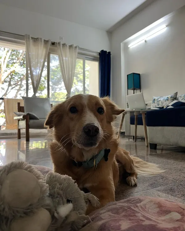 Meet Luffy, an 8-year-old rescue with the heart of a boss and a sweetheart. He's resting here with his favorite toy after a busy session of supervising the neighborhood from the balcony.