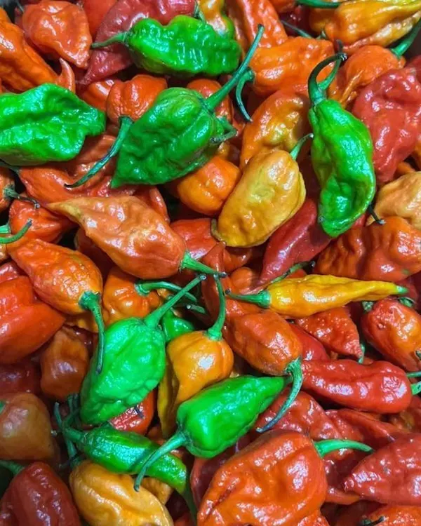 A fresh batch of Bhut Jolokia, also known as ghost peppers. I source both the green and red varieties, perfect for making authentic Naga chilli chutney or adding serious heat to any dish.