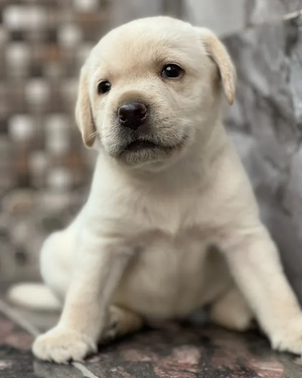 This adorable cream Labrador puppy is available for a new home. Labs are known for being one of the best family-friendly dog breeds, and this little one is a prime example.