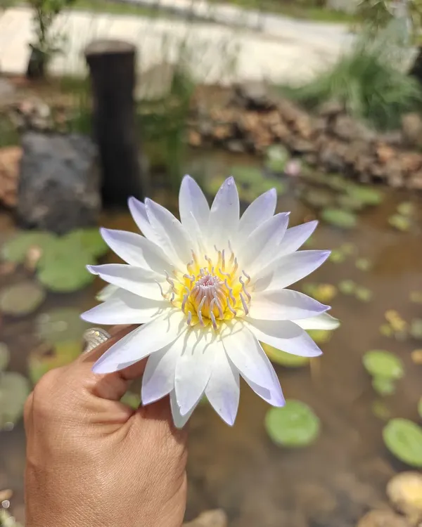 The water lily will always have our heart. Here, Komal holds a beautiful day-blooming variety from one of our recent pondscaping projects.