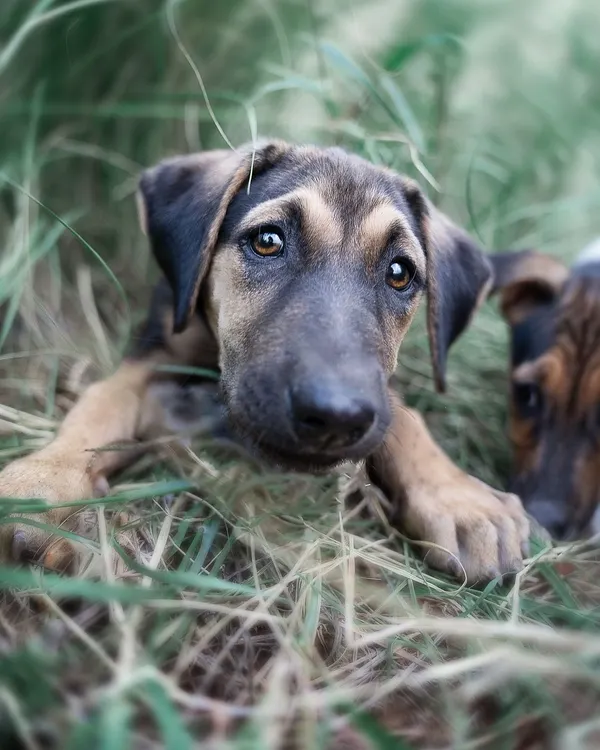 This is the kind of moment I live for. I was taking adoption photos for this shy little pupper, and by being patient and moving slowly, I was able to capture this look of gentle curiosity. It's this soulful expression that helps a potential family connect and see the beautiful dog waiting for them.