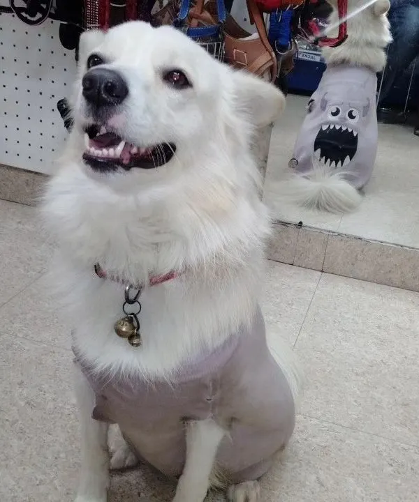 This happy boy is all smiles after his grooming. He's even rocking a cool new shirt from our pet shop.