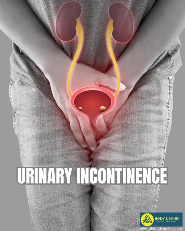 Urinary incontinence is a common but treatable condition. This image shows an anatomical view of the urinary system, highlighting the structures involved that I work to strengthen and coordinate.