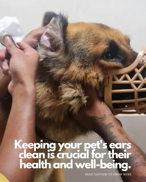 Keeping your pet's ears clean is crucial for their health. This image shows our gentle ear cleaning process, which helps prevent infections, reduce odor, and detect parasites early.