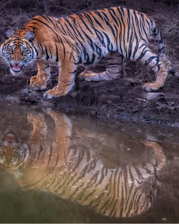 A tiger pauses for a drink at dusk in Satpura Tiger Reserve, its powerful form perfectly mirrored in the still water. This image, capturing a fleeting moment of quiet intensity, is one of my most requested fine art prints.