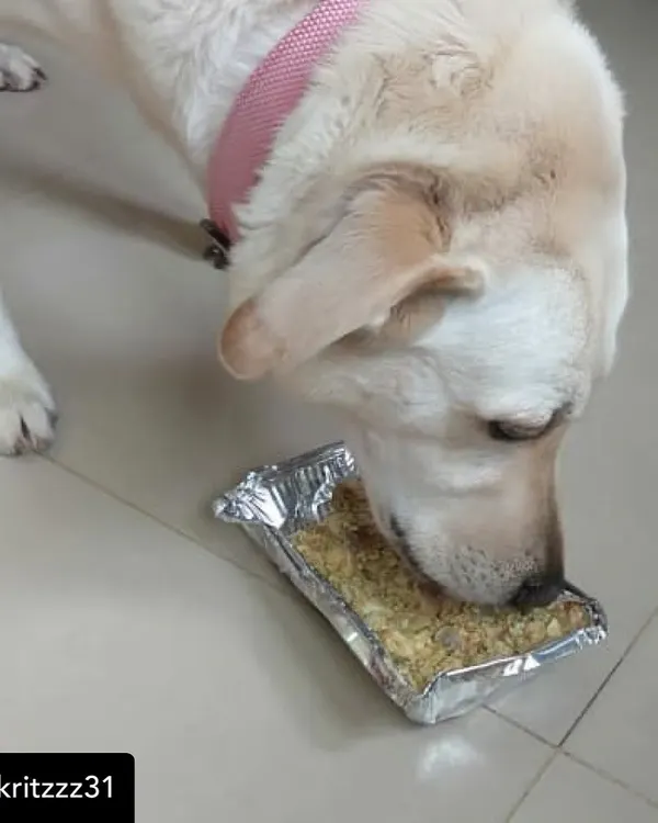 This is Buzz, and he couldn't wait to dig in. He gulped down his entire meal in one sitting. A happy belly makes for a happy dog.