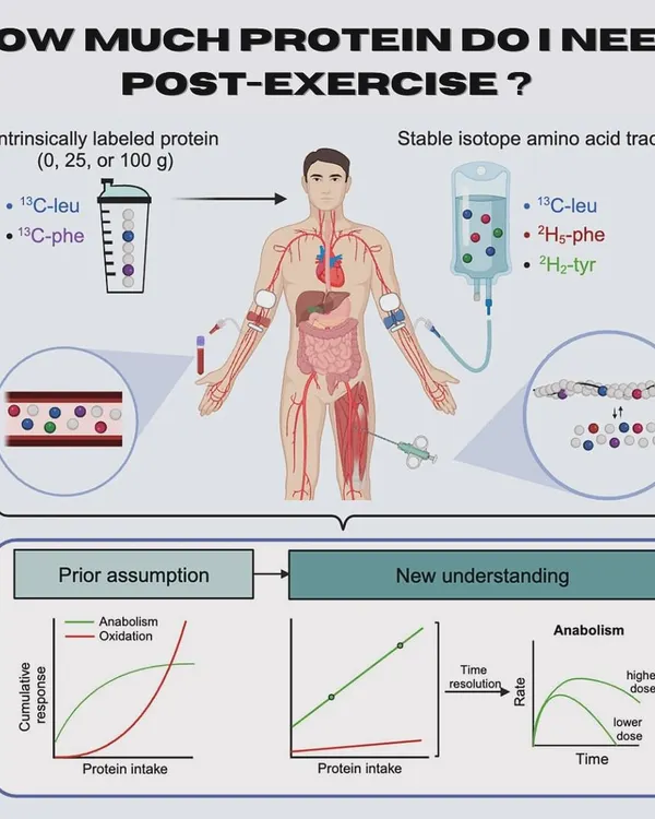 How much protein do you need post-exercise? New research shows that a larger dose of 100g is more effective for muscle repair than 25g, with the anabolic effect lasting over 12 hours. This challenges the old idea of a protein intake "limit."