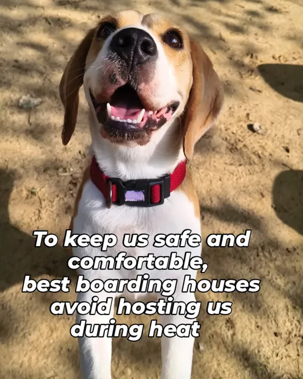 To keep our female guests safe and comfortable, we do not host them when they are in heat. This ensures a stress-free environment for all our dogs.