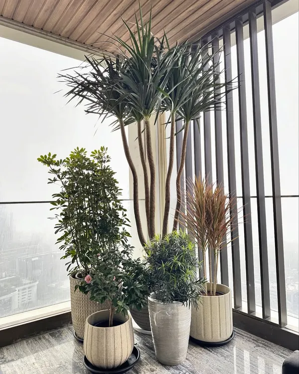 This is my ideal for an outdoor space. A beautiful plant cluster featuring a tall Dracaena, flowering plants, and others in a mix of rustic, lightweight planters. I can help you design a similar vibe for your balcony or deck.