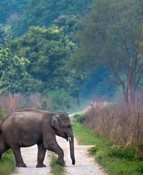 An elephant casually crosses the road right in front of us. These are the unexpected, magical moments that make a jungle safari adventure so unforgettable.