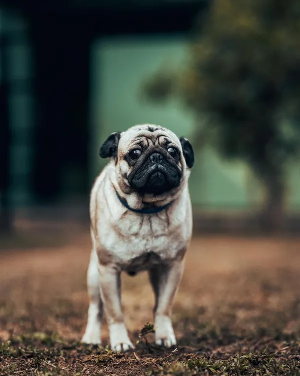 This Pug told me he used to be in the movies but now prefers vacationing at Eva's Inn. I love his expressive face and confident stance.