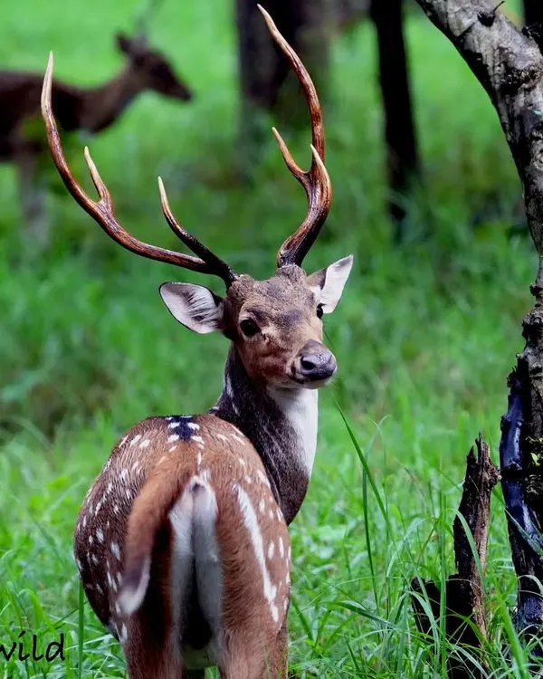 A magnificent Spotted Deer stag looks back over its shoulder, its large antlers creating a majestic silhouette. The lush green background of the monsoon season makes its coat stand out beautifully.