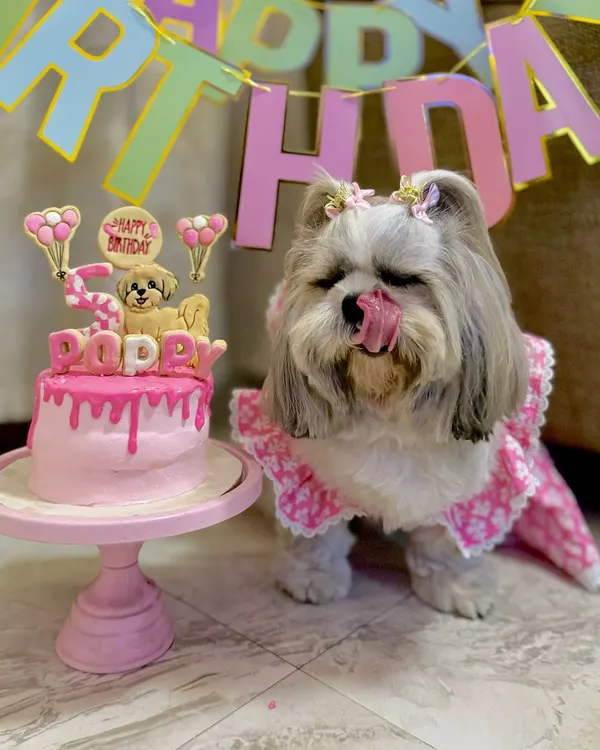 This is the look we live for. Little Poppy couldn't wait to dig into her 5th birthday cake, and her expression says it all. We make every cake delicious and safe, so your doggie babies can enjoy every last crumb.