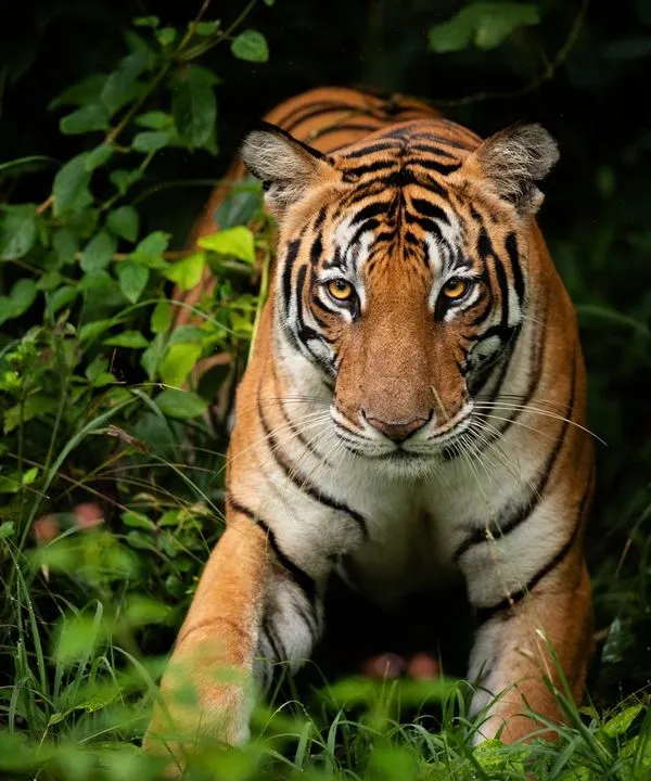 This is the kind of moment I live for. Deep in the foliage of Kabini's Nagarahole Tiger Reserve, I captured the intense stare of the legendary Back Water Female tiger. This image, showing her emerging from the shadows, is perfect for projects needing a powerful, authentic portrait of India's top predator.