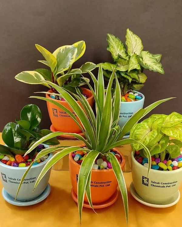 We create vibrant, branded plant arrangements perfect for corporate gifting. This collection for Talrak Construction features a mix of easy-care plants like Peperomia, Syngonium, and Spider Plants in colorful ceramic pots, each customized with the company logo.