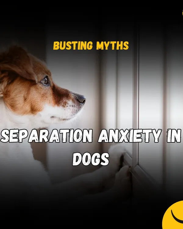 Does your dog panic when you leave? This series debunks the biggest myths about separation anxiety. We cover common misconceptions about crate training, punishment, and medication to help you find an effective, positive solution.