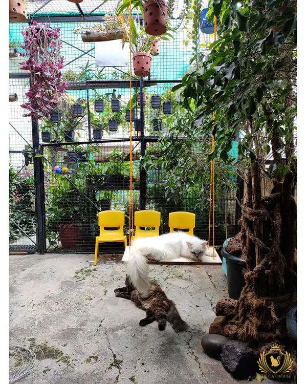 Welcome to The Cat House. We created this spacious, green play area to be a paradise for our feline guests, with plenty of room to explore, relax, and just be a cat.