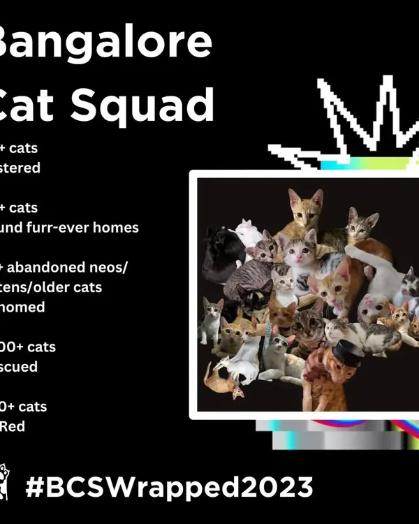 You've heard of Spotify Wrapped, now get ready for our #BCSWrapped2023. We are proud to share the numbers that defined our year: over 1000 cats rescued and hundreds fostered, rehomed, and treated. We couldn't do it without you.