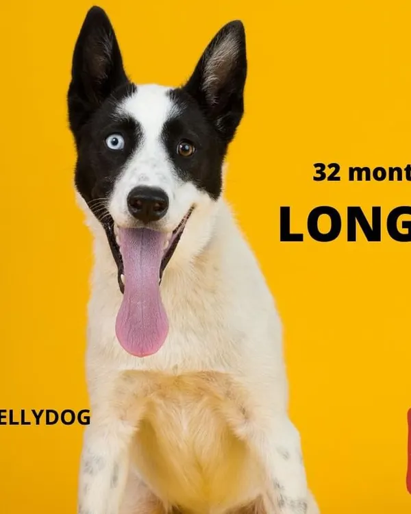 A fresh food diet can make a huge difference. Studies show that feeding real food can extend a dog's life by up to 32 months. It's a long-term investment in more happy, healthy years with your best friend.