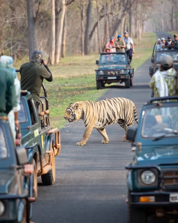 A bold male tiger confidently crosses the safari track in Tadoba, unfazed by our presence. These are the unpredictable, thrilling moments I help you capture on my guided photography tours, where patience and knowledge of the terrain lead to unforgettable wildlife encounters.