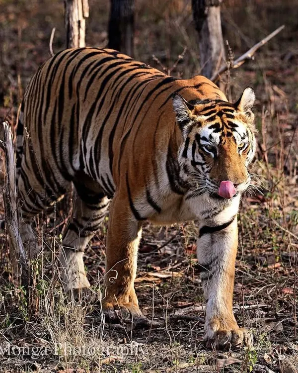 And from behind the tangle of the summer wilderness, like a ghost, the great cat emerges. It treads softly on the dry carpet of leaves, making its way towards water. In that moment, a flutter of excitement erupts over the wilds of Central India.