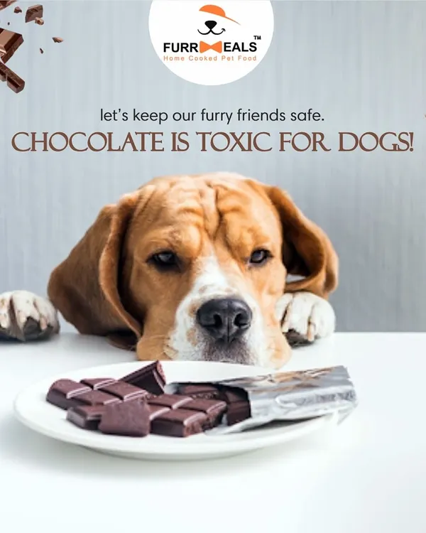 A crucial reminder for every pet parent: chocolate is toxic for dogs. While it's a treat for us, it can cause serious health issues for them. Let's keep our furry friends safe by never sharing our sweets.