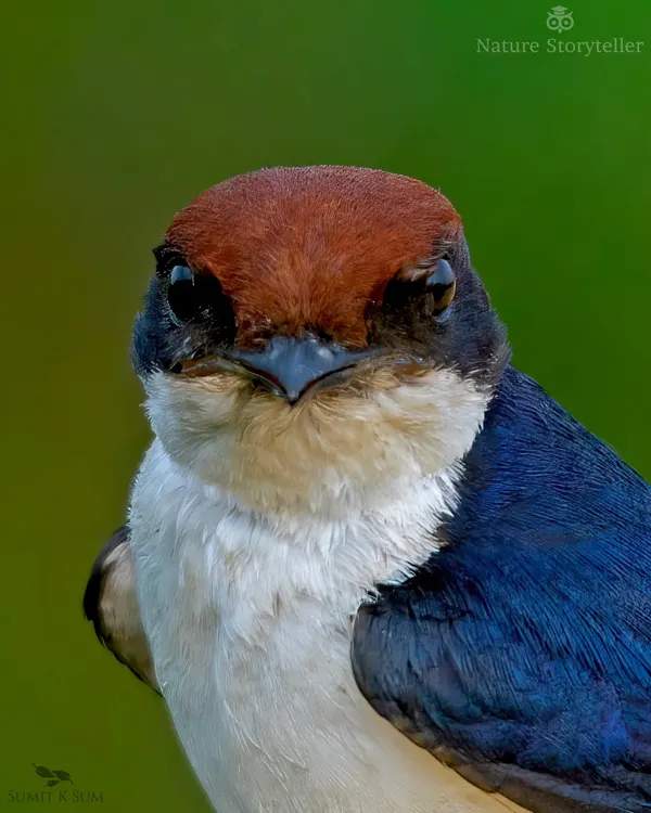 A close-up portrait of a Wire-tailed Swallow. It seems to be watching me as intently as I am watching it, a moment of mutual observation.